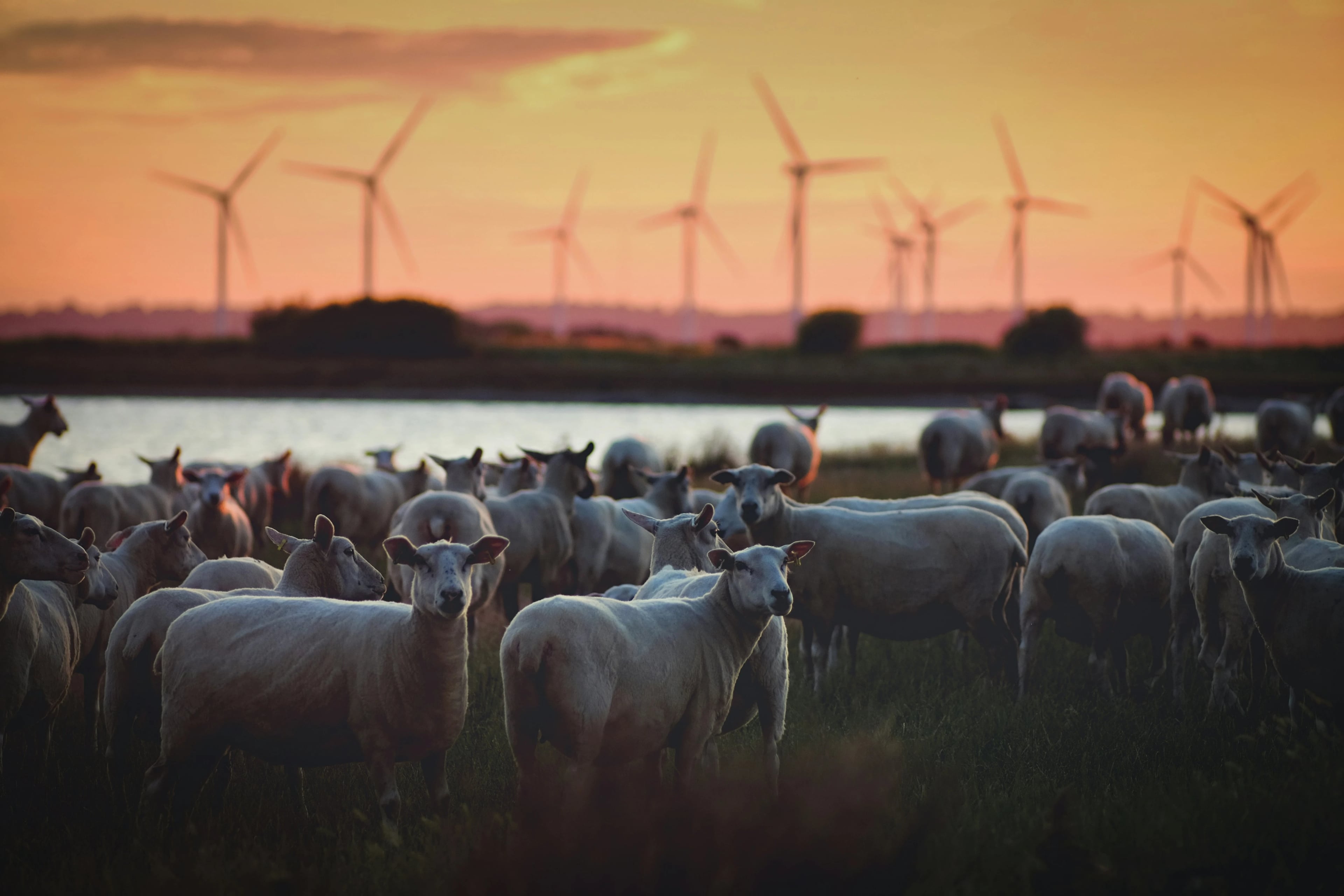 From Red Tape to Green Power